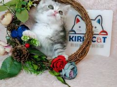 -十年猫舍·猫咪专门店(普陀店)