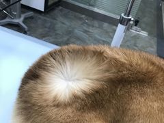 -暖阳宠物医院·犬猫康复中心·骨科