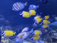 -江和美海洋公园