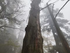 -天目山大树王景区