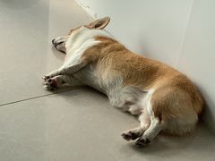 -佳雯宠物医院·皮肤科·内外科(春晓路分院)