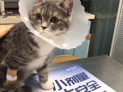 -瑞派·关忠动物医院·猫专科·犬专科(三环新城店)