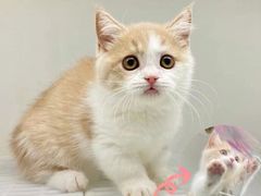 -lincat·猫舍(广州店)