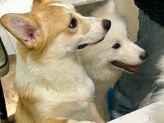 -安格丽娜·狗咖·猫咖羊驼咖(春熙路百盛商场店)