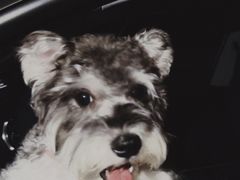 -翊宠yipet猫狗购宠庄园犬舍•猫舍