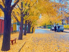 -三里屯东五街银杏大道