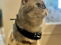 -楼上猫咖(罗湖店)