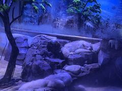 -上海海昌海洋公园-冰山北极馆