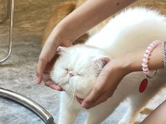 -More Fun猫咖 二十只万元加菲主题
