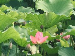 -绿堤公园