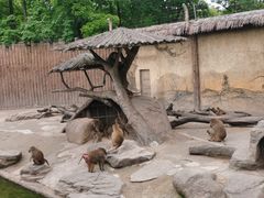 -上海野生动物园