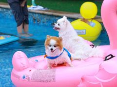 -汪说喵讲宠物乐园宠物酒店(红星美凯龙店)