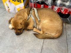 -韩风烤牛肉冷面店