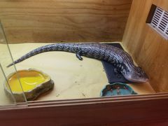 -守诺宠物医院·眼科· 特色牙科·异宠专科(虹口店)