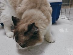 -嘉馨宠物医院·CT影像转诊·心脏科·犬猫全科诊疗中心(下沙大学城院区)