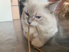 -瞄一喵猫咖(格力海岸店)