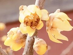 -国家植物园南园