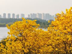 -松山湖南湖湾露营营地