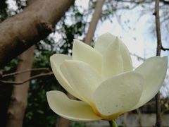 -大明寺素斋