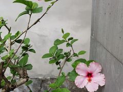 -艺圃