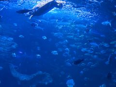 -多彩贵州城极地海洋世界