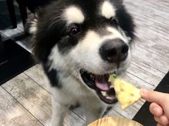 -百好乐宠物友好餐厅(朝外大街店)