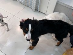 -汪说·狗咖·拼豆·宠物周边DIY(旺城大厦店)