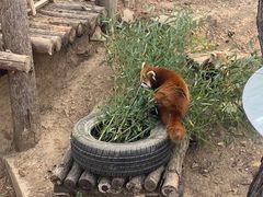 -大连森林动物园