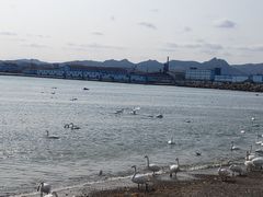 -烟墩角天鹅湖