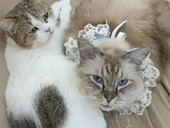 -怪兽屋·羊驼·猫咖·狗咖(俊华广场店)