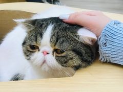 -瞄一喵猫咖(格力海岸店)