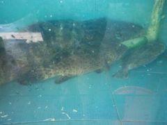 android_upload_pic-浪琴湾尾角仔海鲜坊