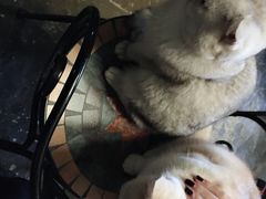 -猫猫幼稚园·撸猫·桌游·电玩
