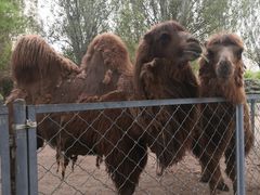 -长白岛森林公园