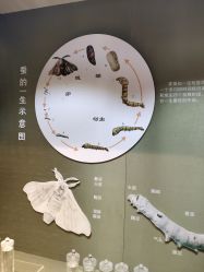 -太湖雪蚕桑文化园