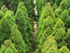 -玉苍山国家森林公园