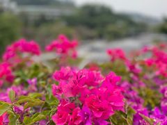 -玉树公园