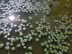 -武清南湖绿博园