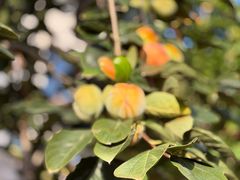 -天津东丽湖风景区