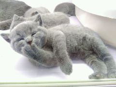 -喵的天空名猫咖啡馆·撸猫·猫舍·用品