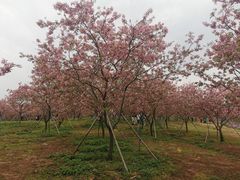 -天适樱花悠乐园