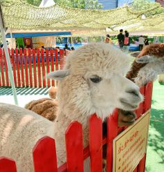 -萌宠亲子动物乐园(槐房万达店)