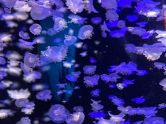 -太平洋海底世界