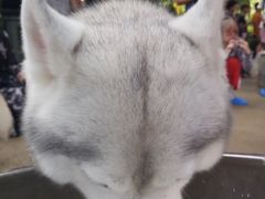 -TrueLove @ Neverland (Husky Cafe)
