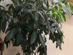 -德克士(砂之船奥特莱斯店)