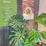 天啊！重百里面居然开了一家这么好吃的舒芙蕾