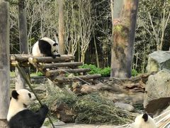 -都江堰中华大熊猫苑