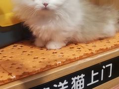 -欣宠猫屋·矮脚拿破仑·蓝金金渐层