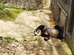 -都江堰中华大熊猫苑