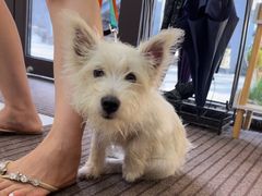 -爱妮康宠物医院·干细胞免疫细胞·肿瘤·心脏(张江店)